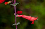 Scarlet beardtongue